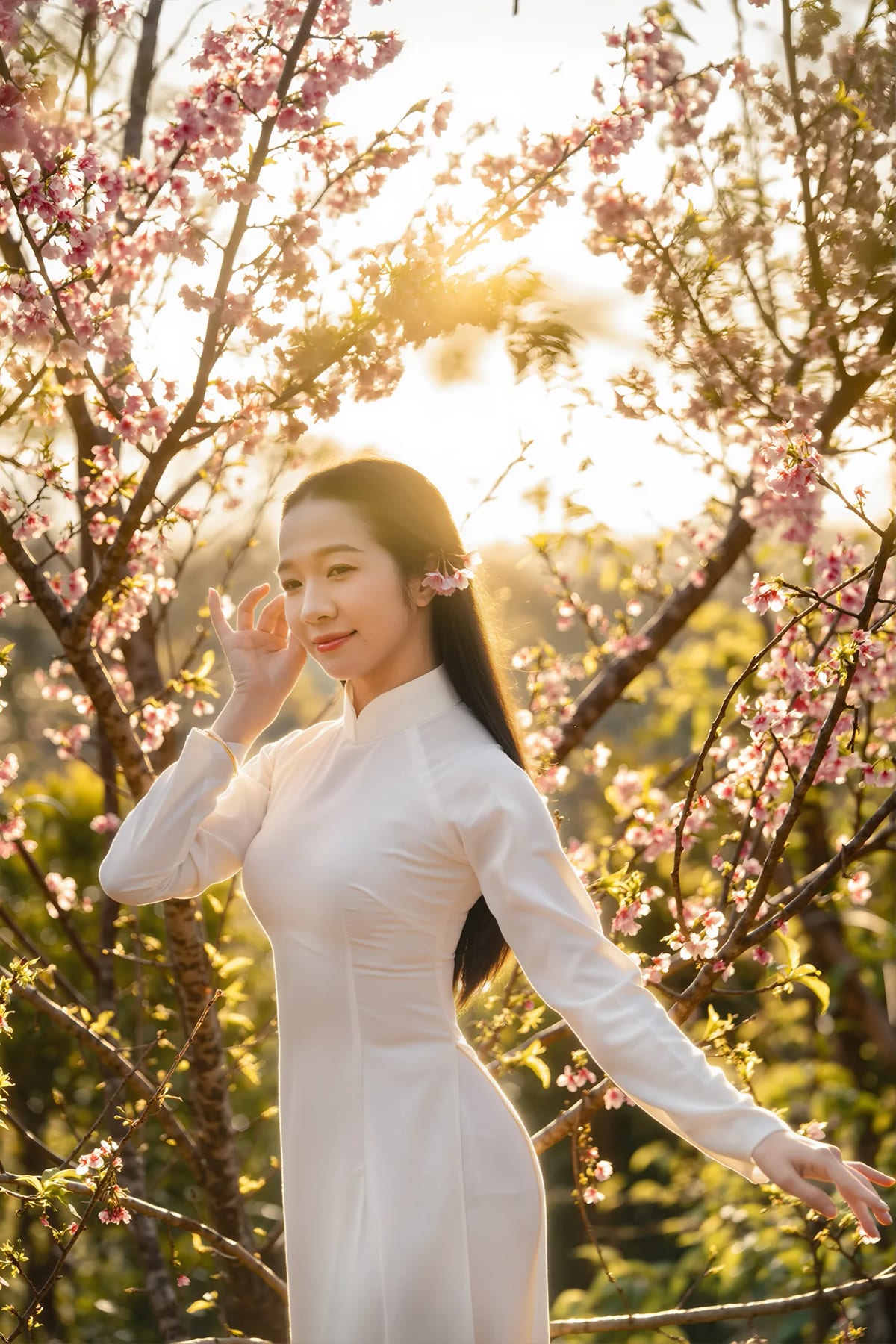 Cô gái áo dài trắng đứng giữa vườn hoa đào trong nắng chiều ngược sáng