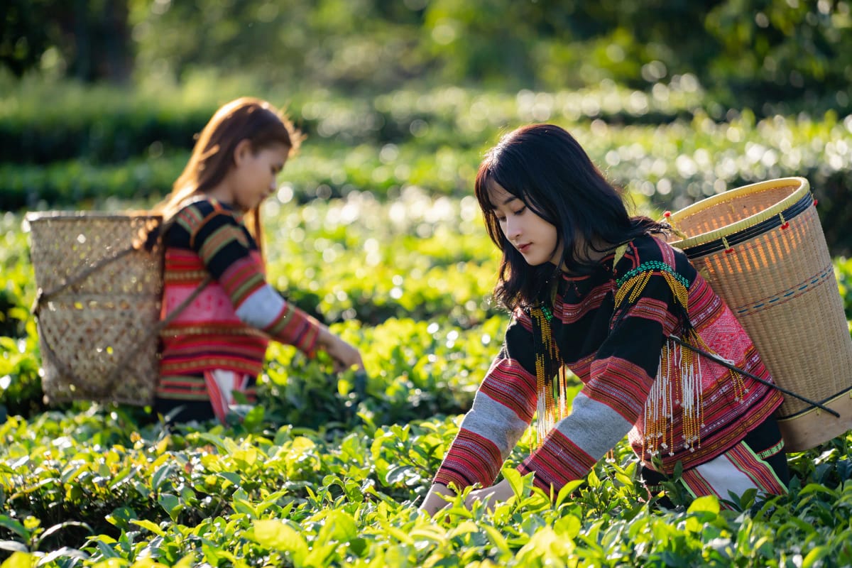Hai cô gái mặc thổ cẩm, gùi tre sau lưng, đang hái chè trong đồi chè xanh ngập nắng