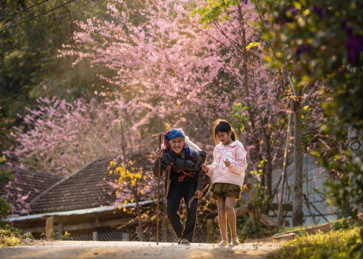Cụ bà chít khăn thổ cẩm chống gậy bước lên dốc, tay vịn vào cô cháu gái mặc áo khoác hồng, phía sau là cây mai anh đào nở rộ